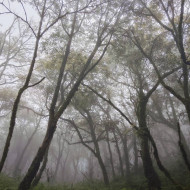 雪山縱走中段霧林（SBT團隊提供）