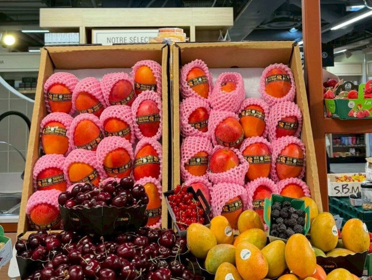 台灣芒果打進法國高端市場（資料照片）
