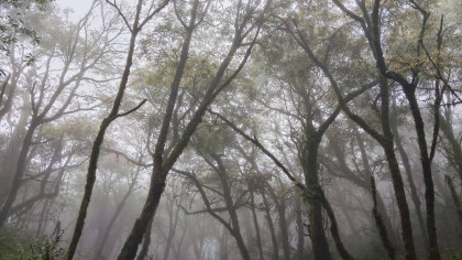 雪山縱走中段霧林（SBT團隊提供）
