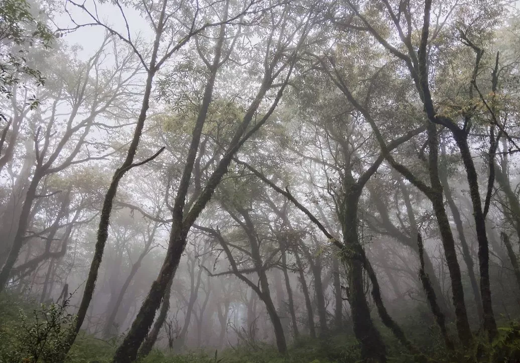 雪山縱走中段霧林（SBT團隊提供）